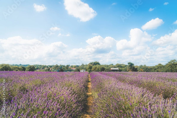 Obraz lavender field