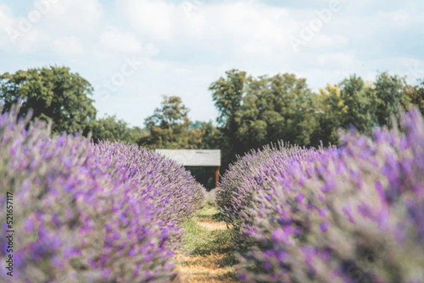 Obraz lavender field 