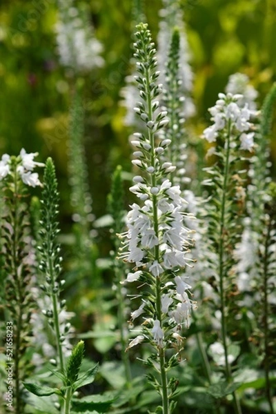 Fototapeta ベロニカ ロンギフォリア　白