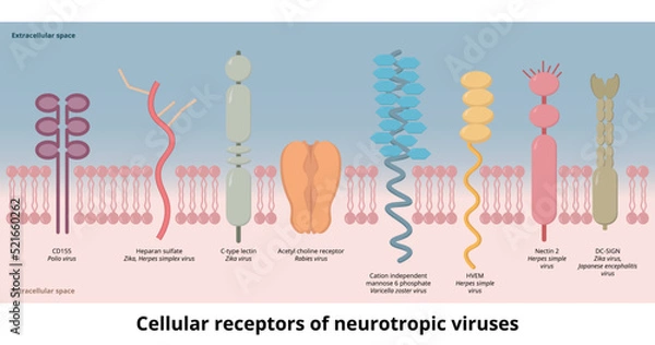 Fototapeta Cellular receptors of neurotropic viruses. Receptors used by common neurotropic viruses (zika virus, herpes, varicella zoster, rabies, polio)  as an attachment factor to the cell membrane.