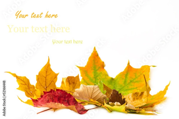 Fototapeta autumn leafs