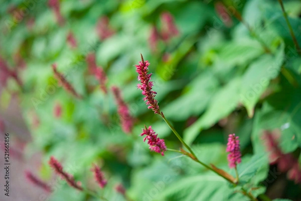 Fototapeta Red bistort, Persicaria amplexicaulis, flowering in a garden. Closeup of many flowering red bistort plants on a sunny day in the summer season.
