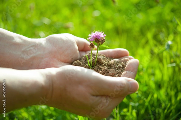 Fototapeta Hands holding wild flower with soil. Caring for nature and the envir. Earth Day holiday