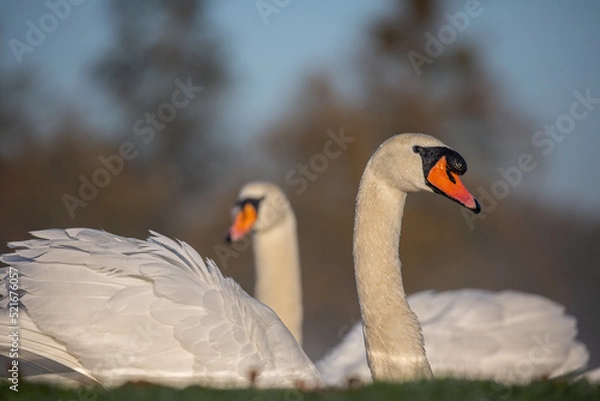 Fototapeta Close up of two swans looking in different directions