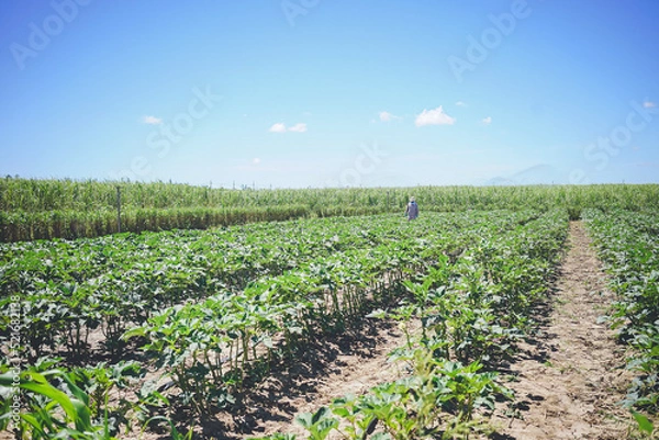 Obraz 青空の下のオクラ畑とさとうきび畑 沖縄県の離島宮古島