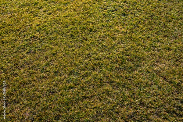 Fototapeta Flat area of green lawn