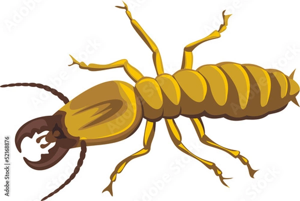Obraz termite