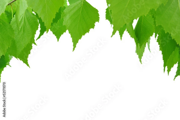 Obraz liście brzozy na białym tle