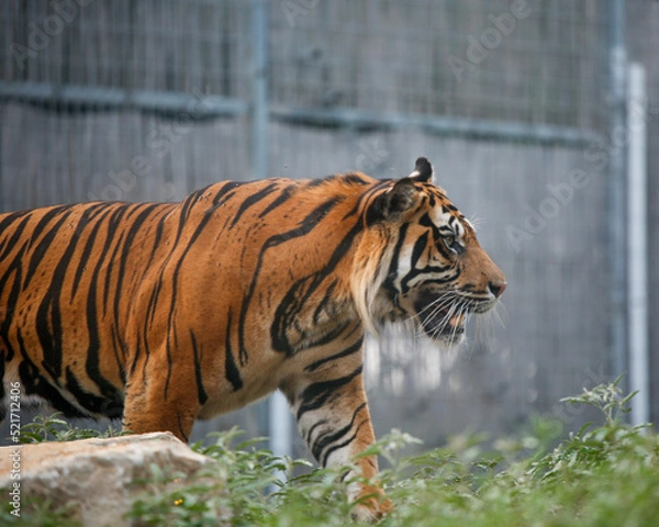 Obraz tiger in the zoo