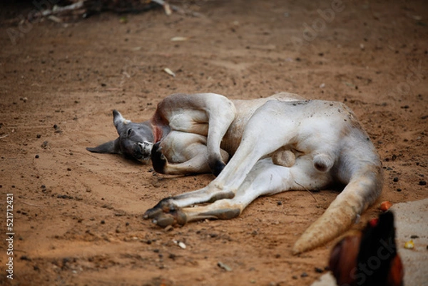 Obraz skull in the desert