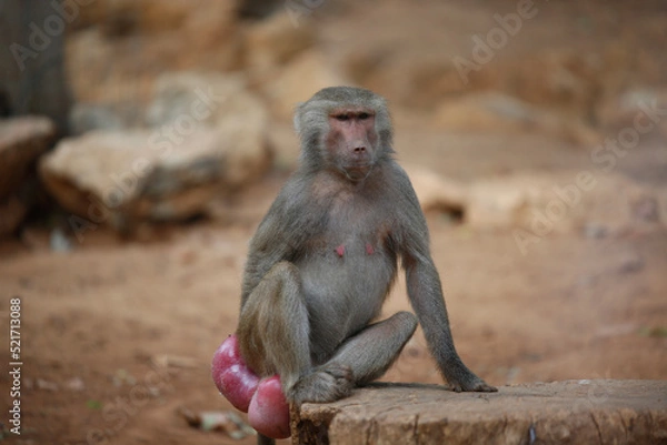 Obraz baboon sitting on the ground