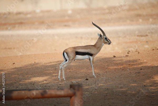 Obraz antelope in the desert
