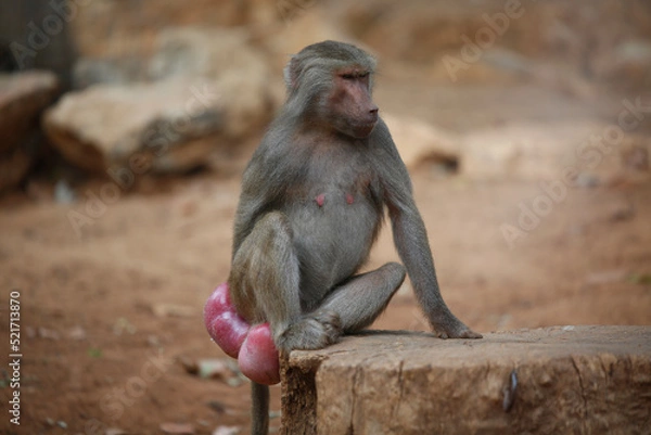 Obraz baboon sitting on a rock