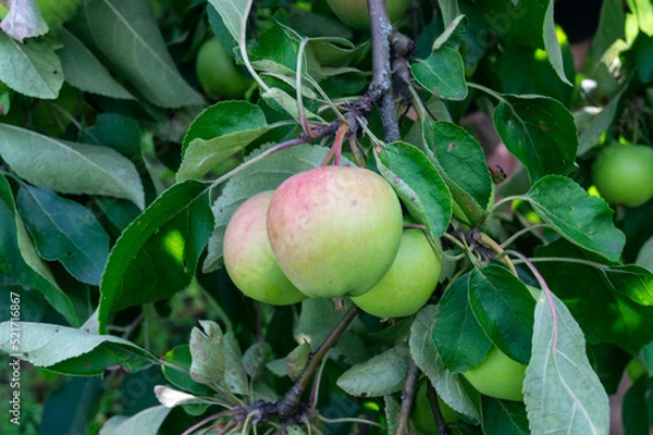 Fototapeta apples on a tree