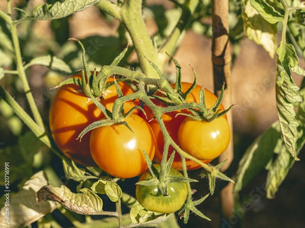 Obraz Culture de tomates oranges et bien mûres dans le jardin d'un particulier en carré potager