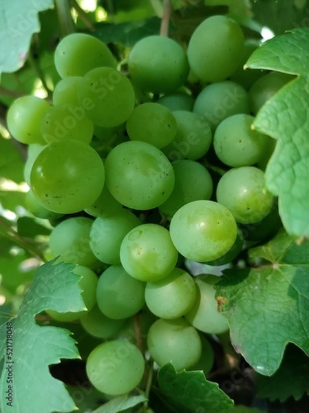 Obraz grapes on the vine