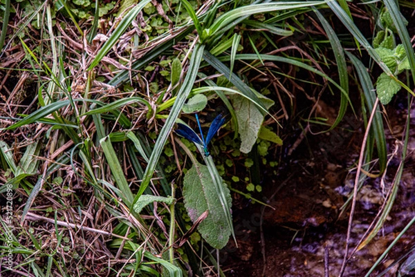 Fototapeta libelulas
