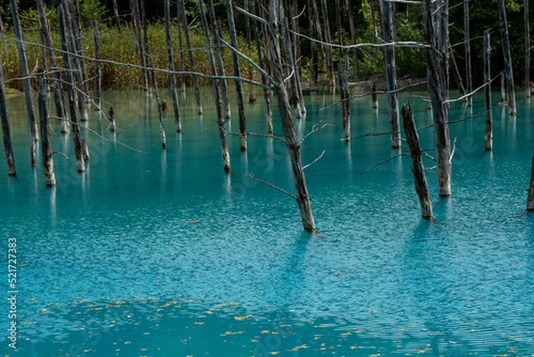 Fototapeta さざ波が立つ青い池の水面　美瑛町
