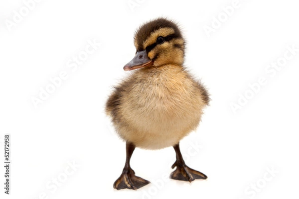 Obraz kaczątko
