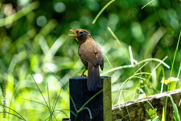 Obraz 囀るガビチョウ