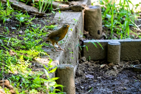 Obraz 囀るガビチョウ
