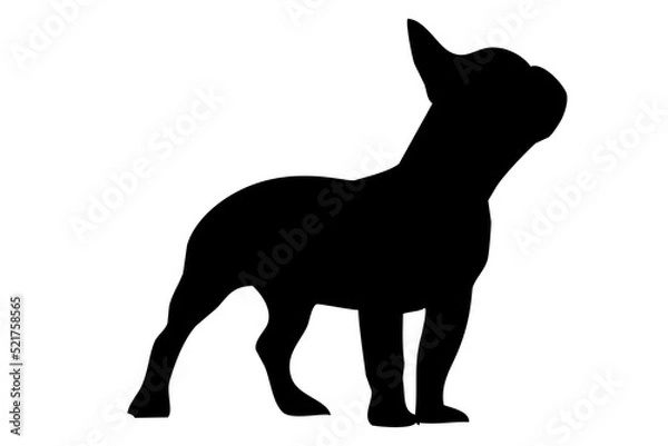 Fototapeta Silhouette of the body of a French bulldog standing on the side