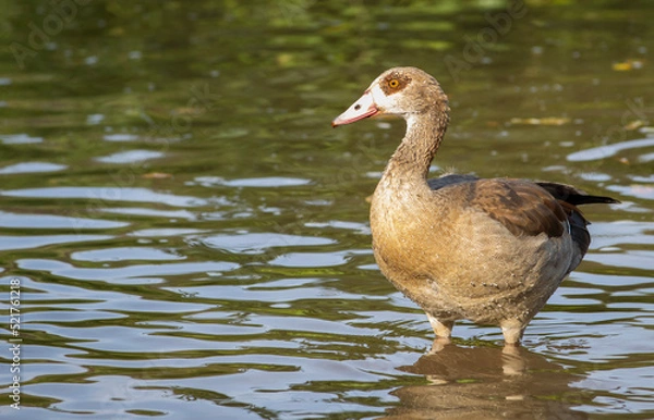 Obraz Egyptian goose