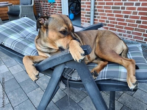 Obraz dog on the bench