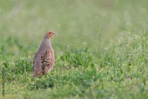 Fototapeta Rebhuhn, Grey Partridge, Perdix perdix