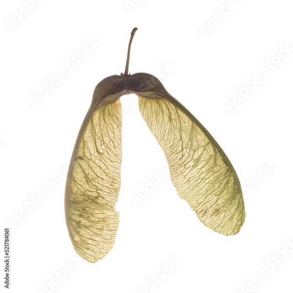 Fototapeta Dry autumn maple seed isolated on white background.