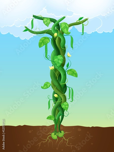 Obraz The beanstalk