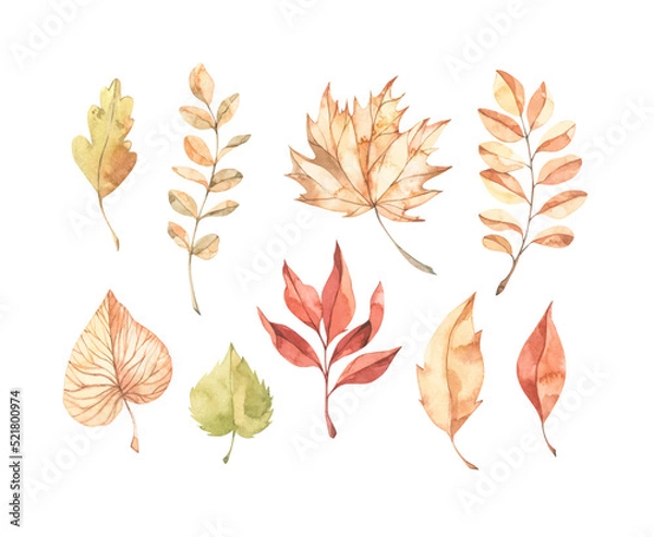 Fototapeta Hand drawn watercolor vector illustrations. Set of fall leaves, acorns, berries, spruce branch. Forest design elements. Hello Autumn! Perfect for seasonal advertisement, invitations, cards