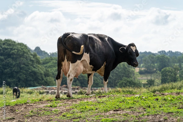 Obraz Swedish Milk Cow