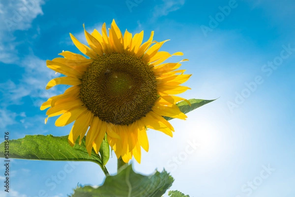 Obraz 青空とひまわり