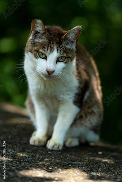 Obraz 見つめる猫