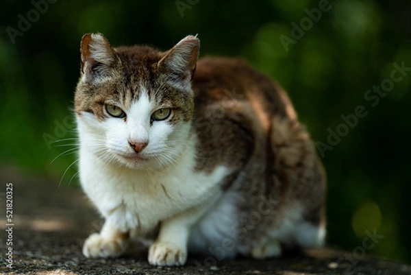 Obraz 見つめる猫