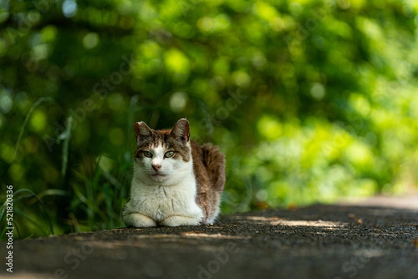 Obraz 見つめる猫