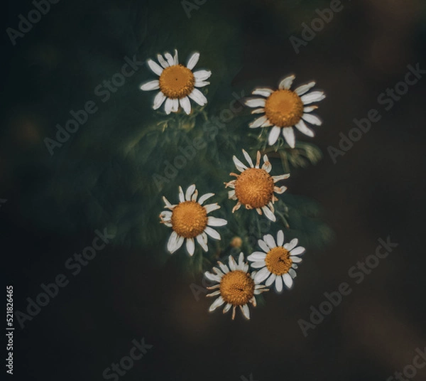 Obraz OLYMPUS DIGITAL CAMERA