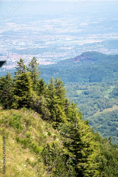 Obraz forest mountainside