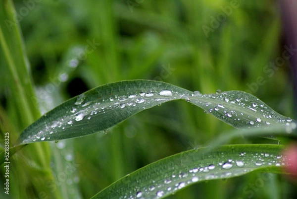 Obraz water drops on a leaf