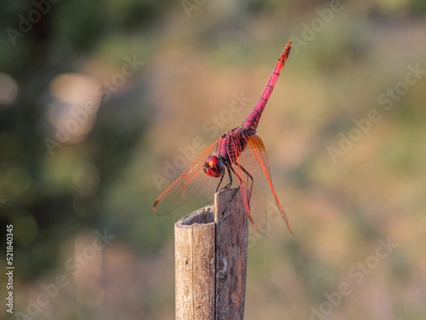 Fototapeta Dragonfly is an indicator of the cleanliness of a natural environment.