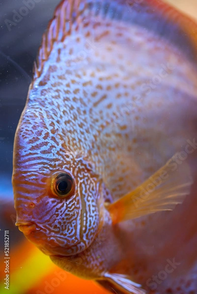 Obraz Portrait eines schönen farbigen Diskus Diskusbuntbarsch in einem Schwarzwasser Aquarium.
