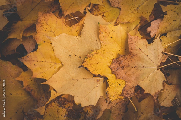 Fototapeta Beautiful golden autumn leaves on the ground. Abstract colorful fall wallpaper.  Close up view from above with the yellow-orange and brown leaves in a row. 