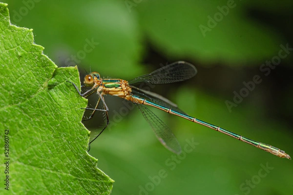 Obraz dragonfly on a leaf