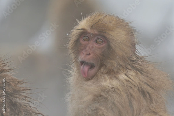 Fototapeta 表情のある猿の赤ちゃん