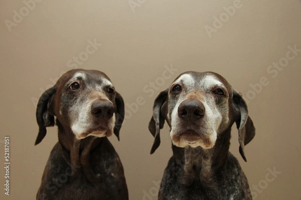 Fototapeta Senior pointer Sisters, almost 13 years old