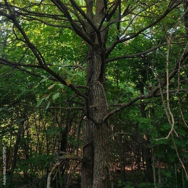 Obraz tree in the forest
