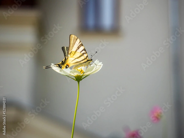 Obraz butterfly 210