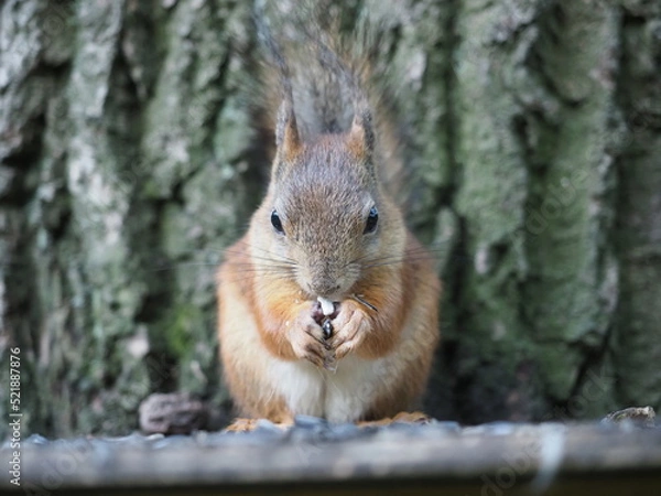 Obraz Squirrel eats a nut