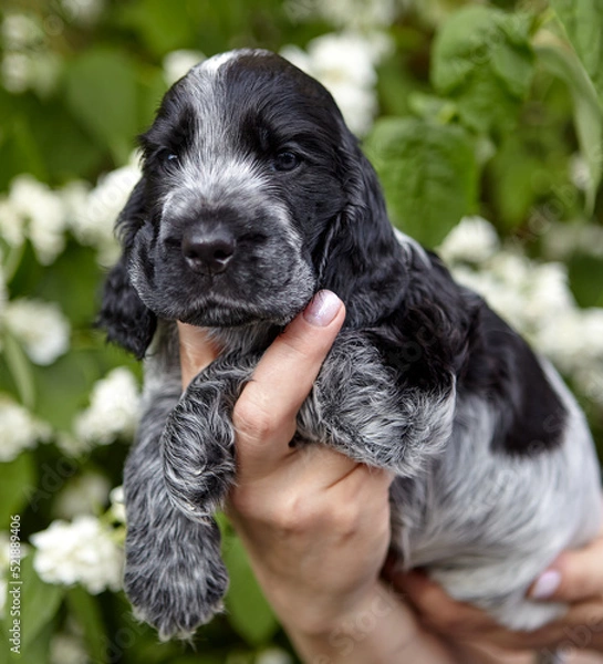 Fototapeta Portrait of an English Cocker spaniel puppy. The dog is sitting on his hands and looking into the frame. The background is blurred.